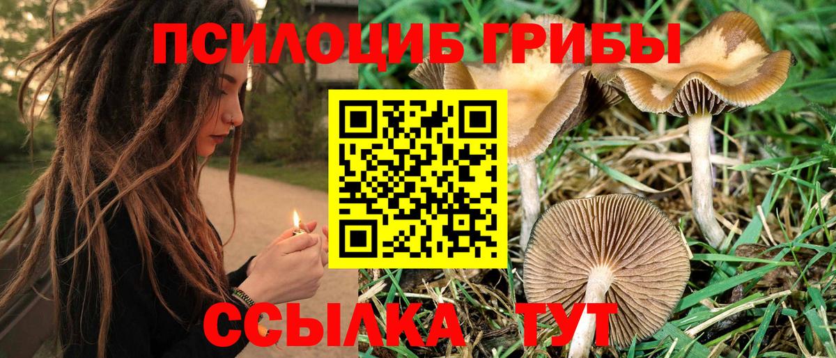 Галлюциногенные грибы Psilocybine cubensis  Вход с VPN  Северобайкальск  Галлюциногенные грибы прущие грибы 